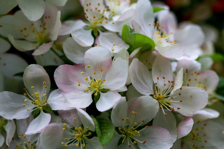 a cluster of flowers growing in a field