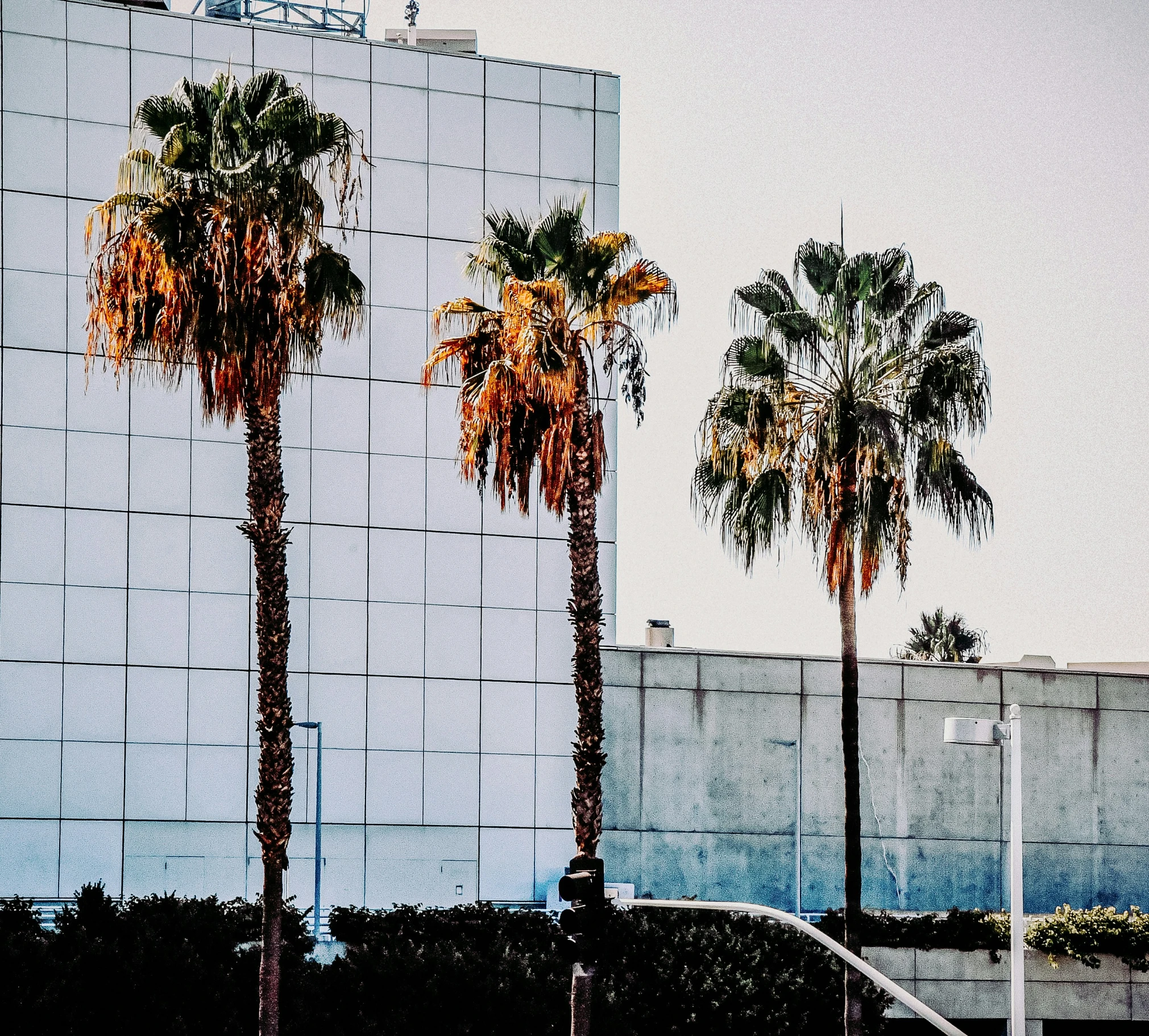 three palm trees in front of a building