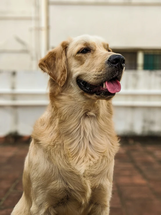 a yellow dog looks up from the ground