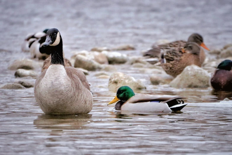 ducks in a body of water surrounded by rocks