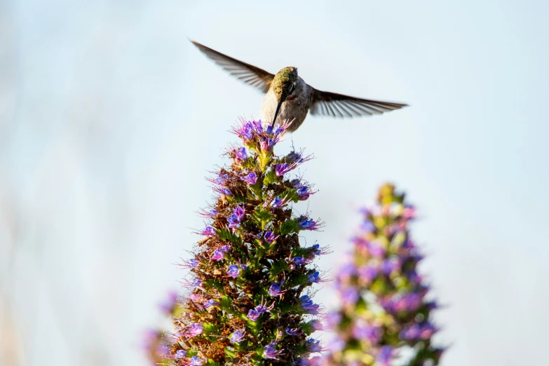 a bird that is sitting on a flower