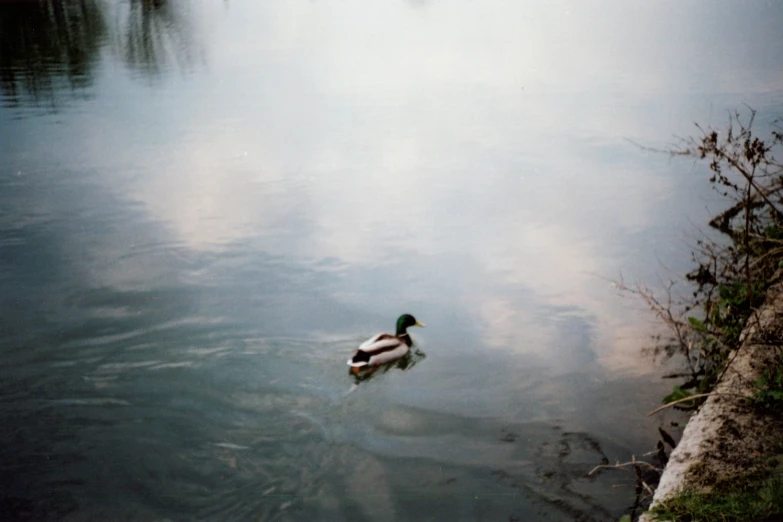 two ducks are swimming on a lake in front of some trees