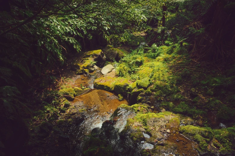 a stream runs through the forest with green plants