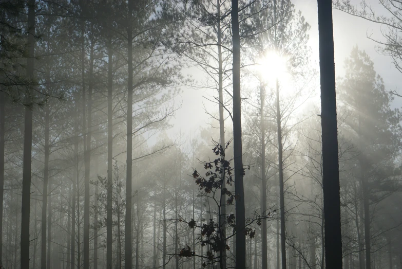 a forest filled with tall trees and foggy skies