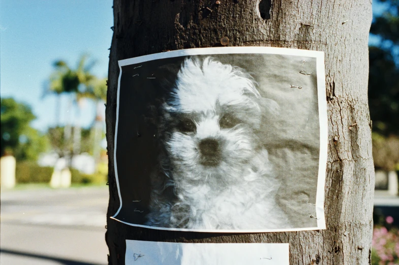 a sign is attached to a tree with the face of a white dog