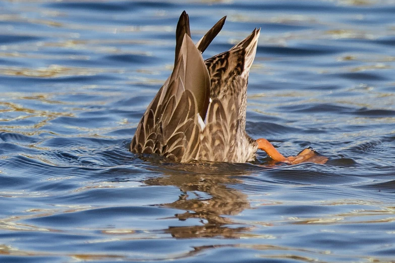 a duck with it's head up sticking out from the water