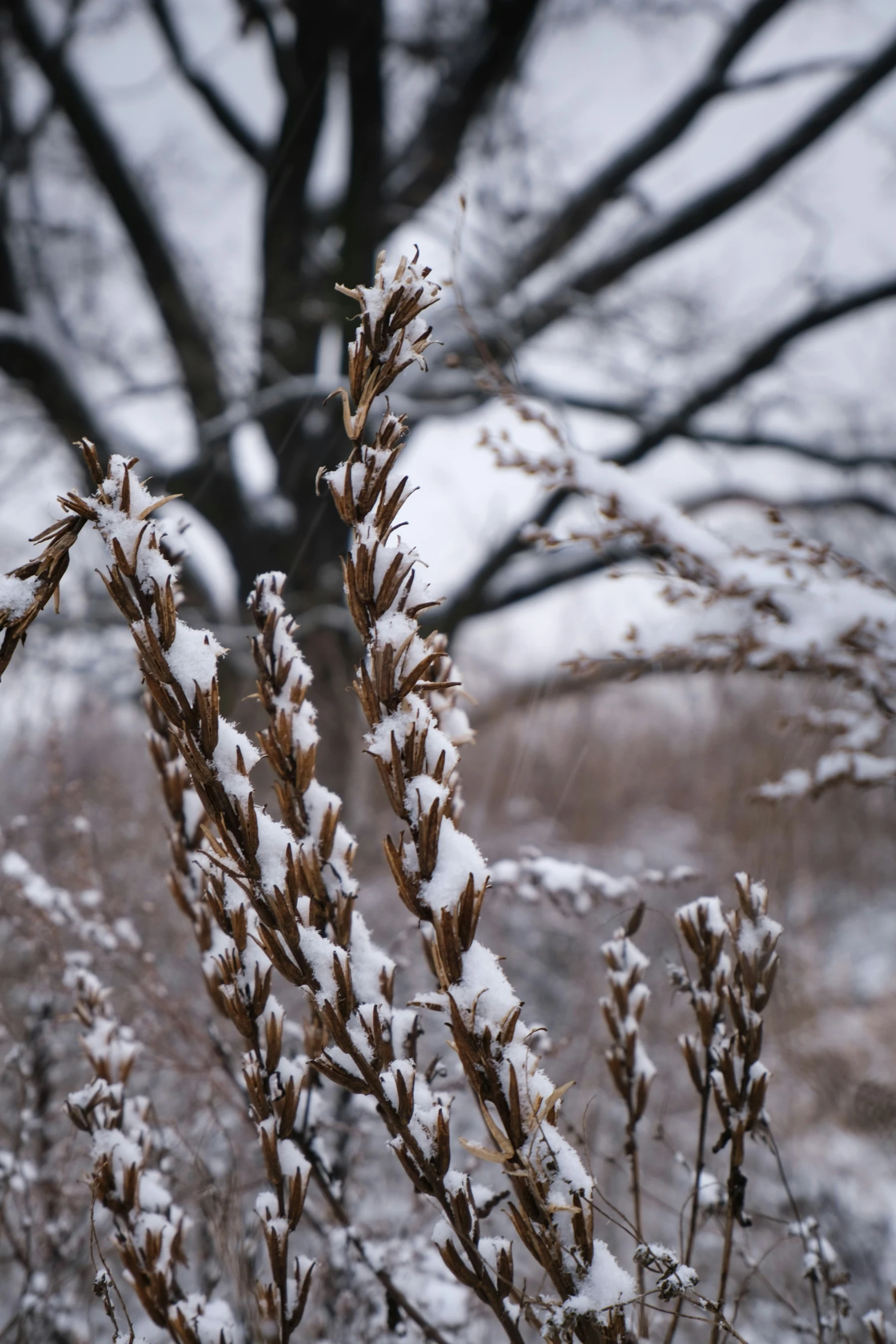 a tree with leaves has been covered in snow