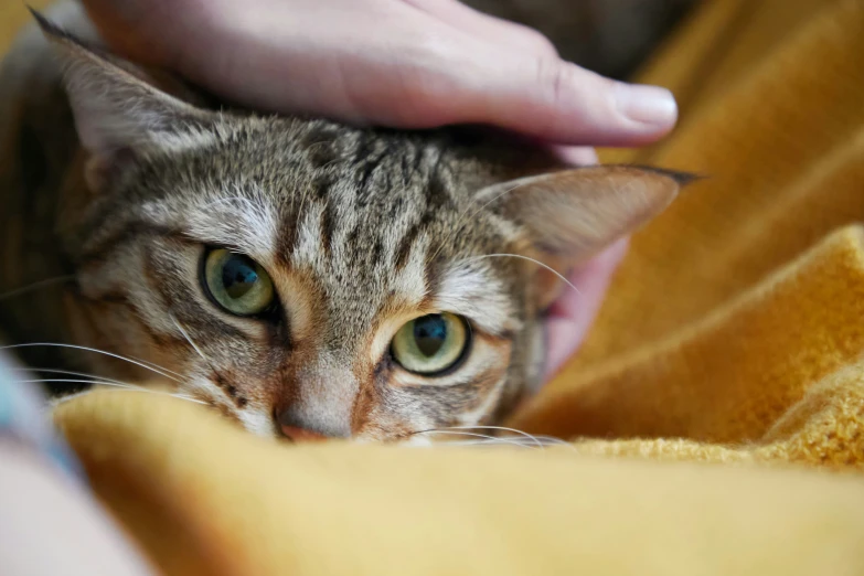 the cat is being petted by someone's hand