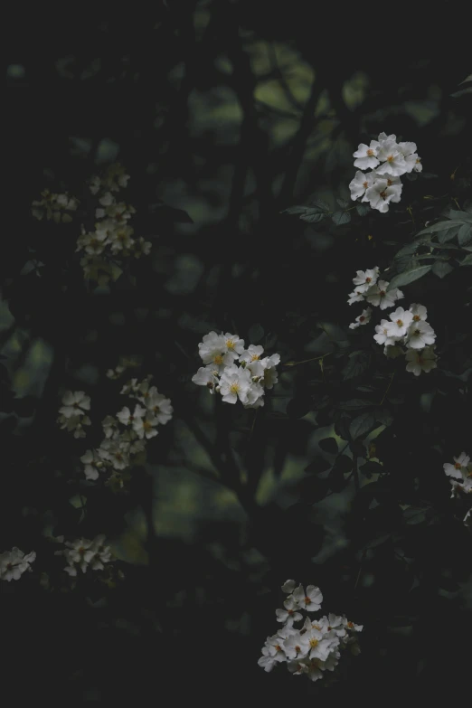 a black and white po of white flowers