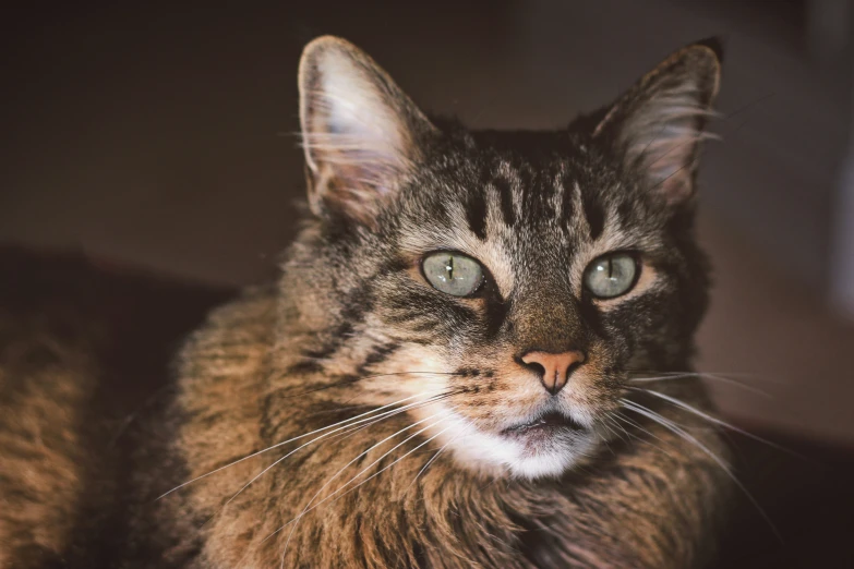 a cat staring straight ahead with green eyes