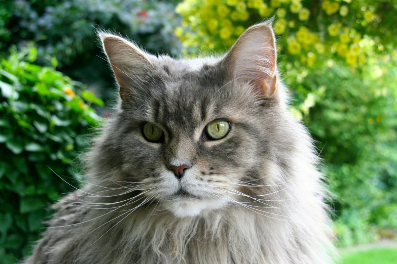 a gray cat with yellow eyes and long fur