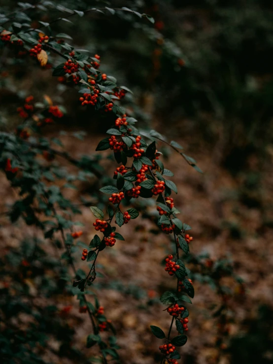 a nch with red berries hangs near a shrubbery