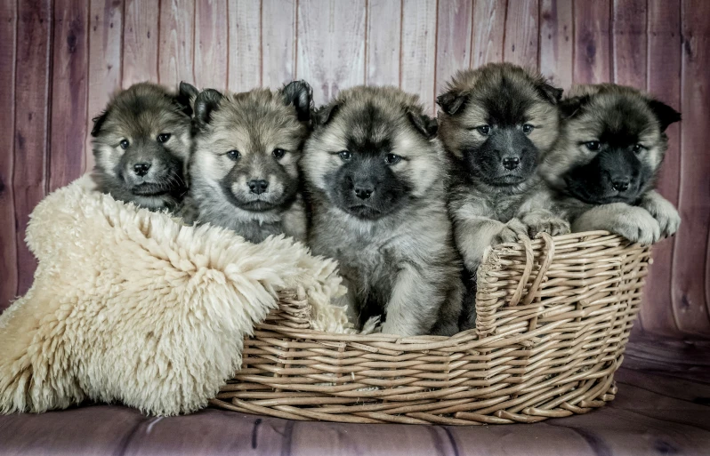 a group of puppies sitting inside a basket on the floor