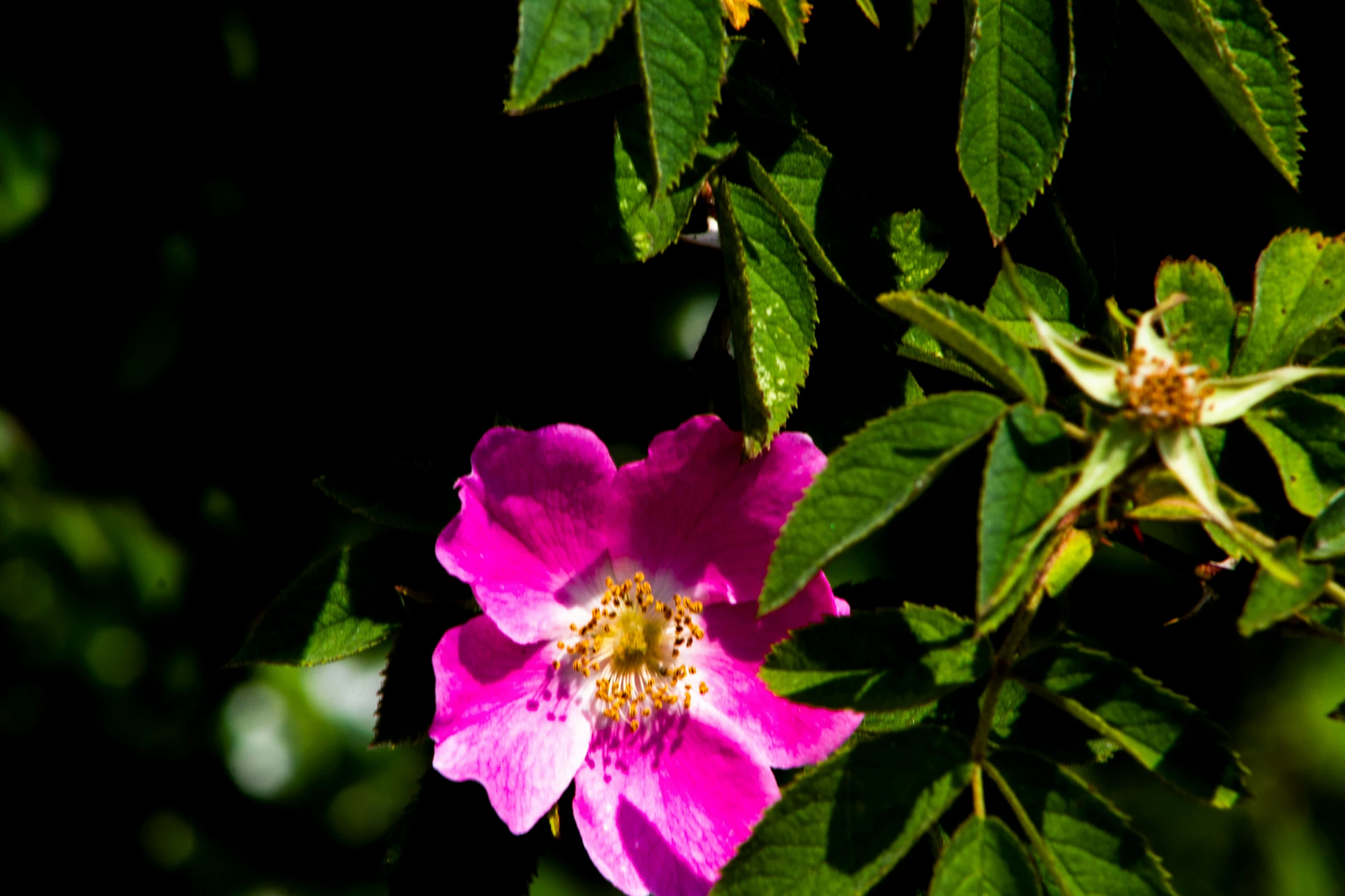 pink flower is blooming on the nch of an apple tree