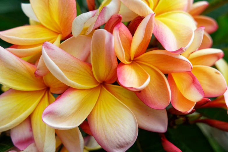 many different colored flowers on the same plant