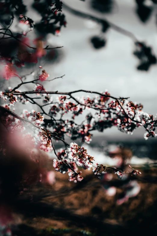 some flowers in a tree with water droplets