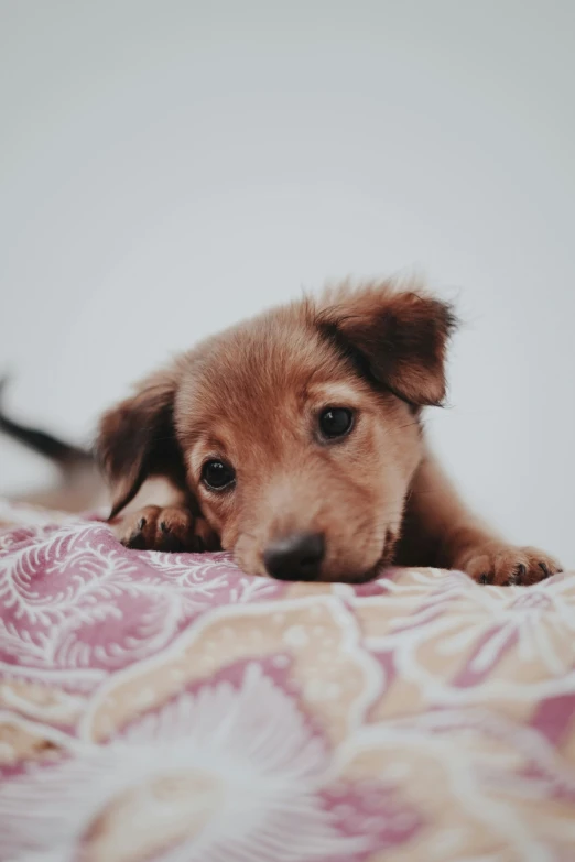 small brown dog laying on a pillow