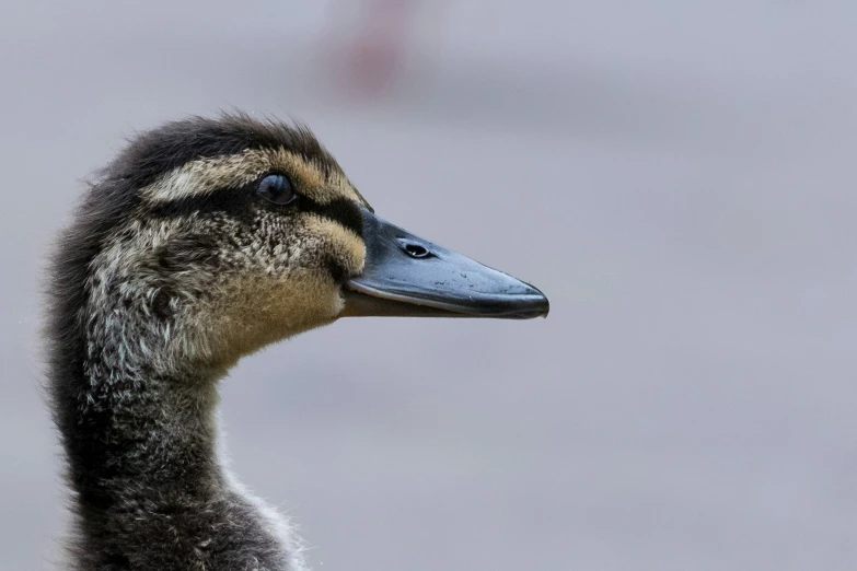 an adult duck is looking out towards the water