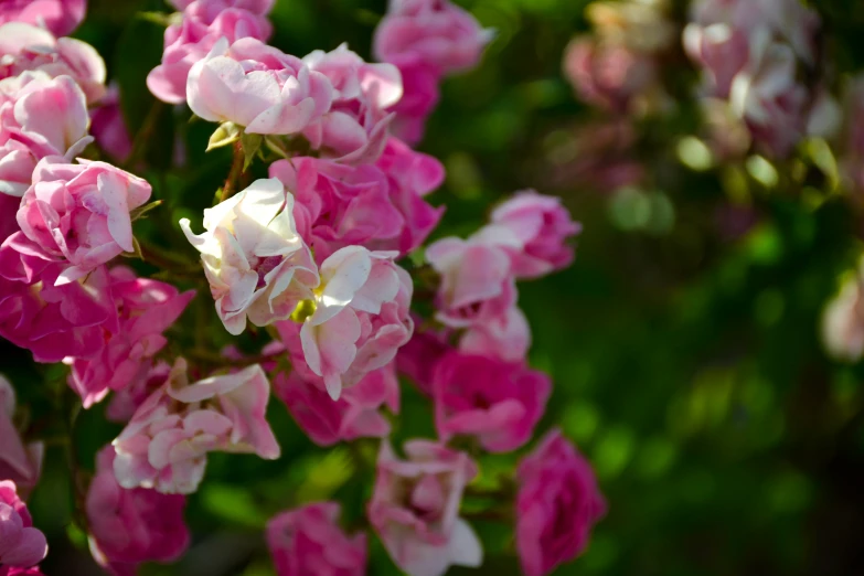 pink and white flowers hanging from a tree nch