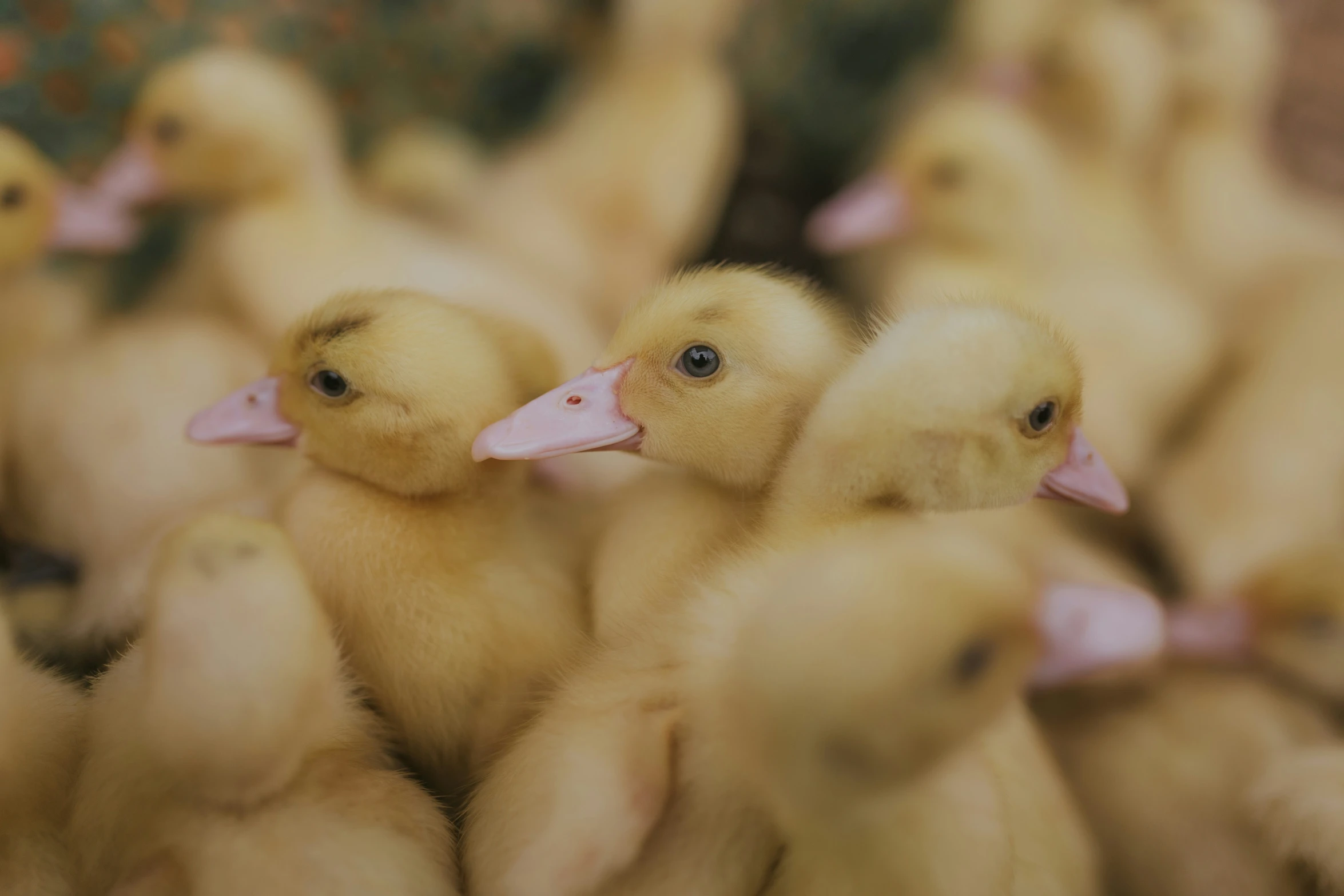 several little yellow ducks in a large group