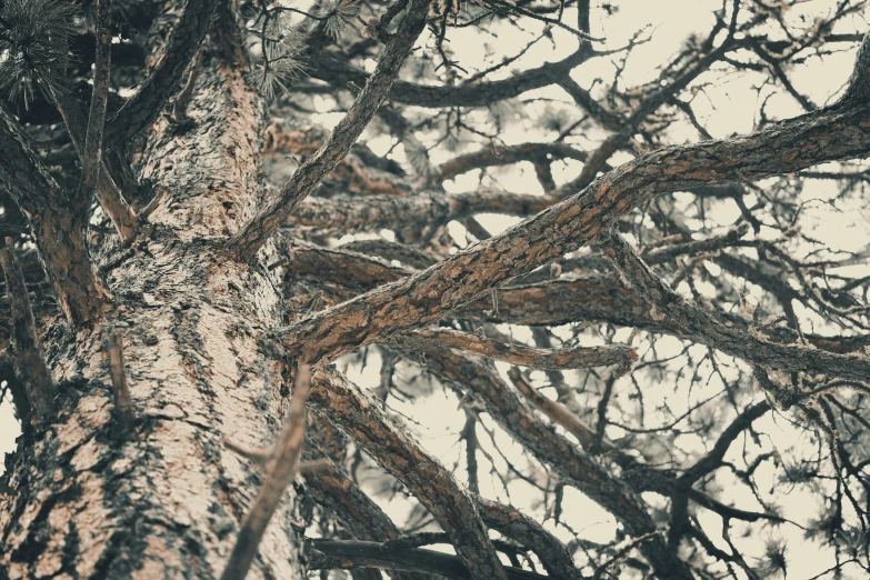 an up close view of a tree with the top bark exposed