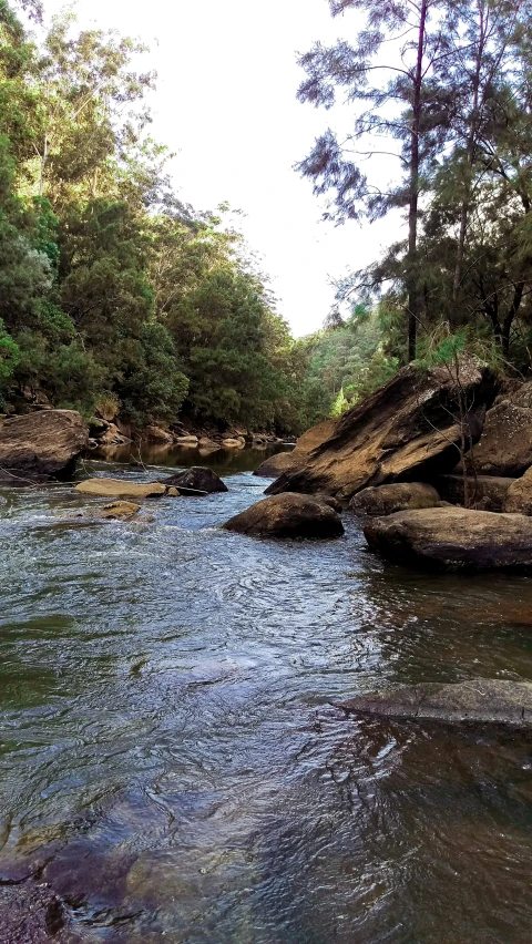 a river running through the middle of a forest