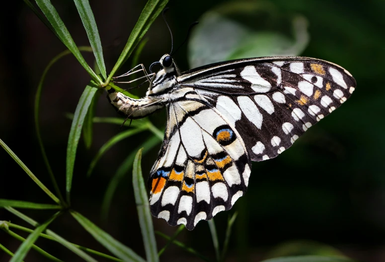 an orange and black erfly sitting on a leaf