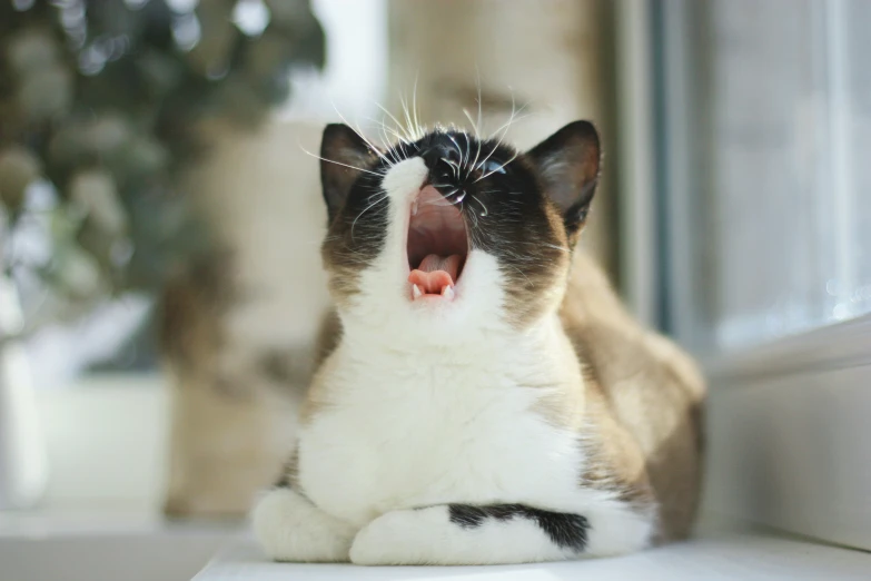 an animal that is yawning and sitting down