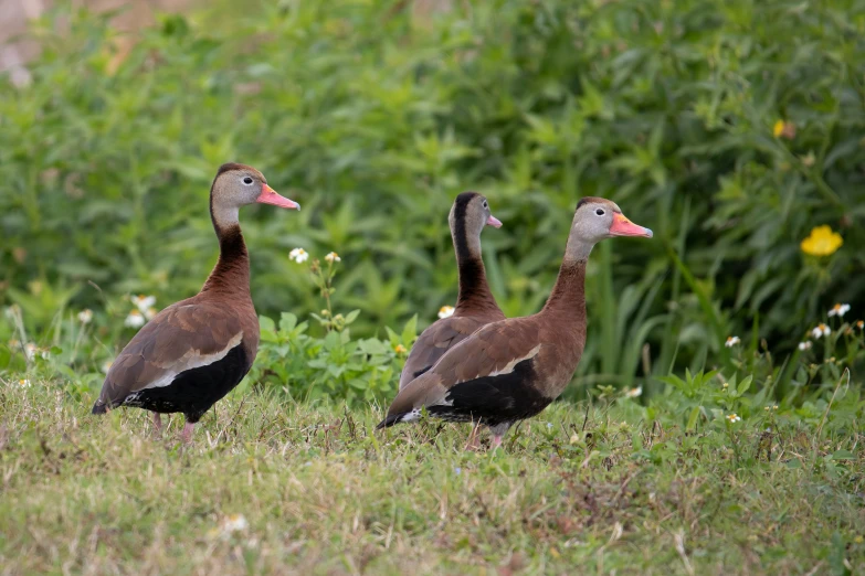 three ducks are walking in some tall grass