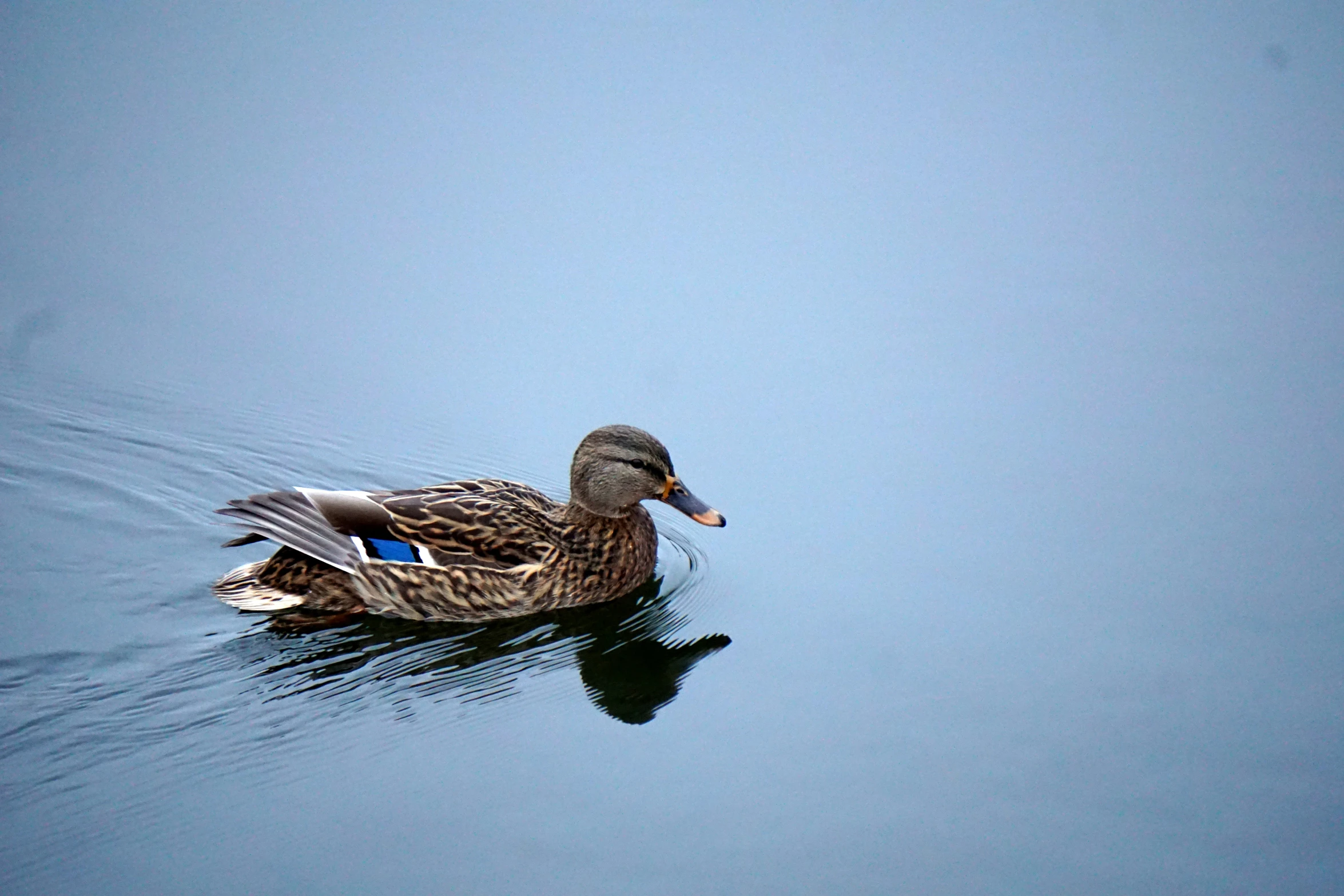 a duck floats in calm water on a bright blue day