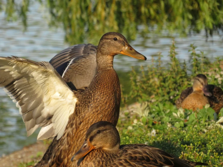 a duck that is standing next to a lake