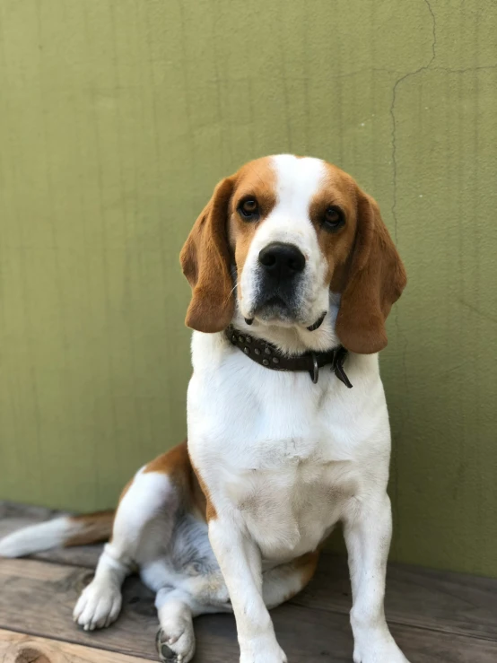 a dog that is sitting on the floor