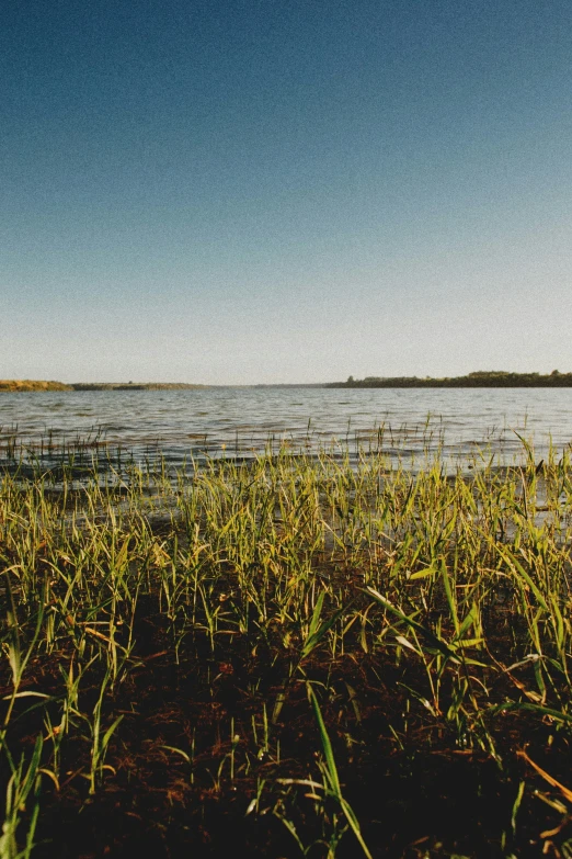 a large body of water with green reeds