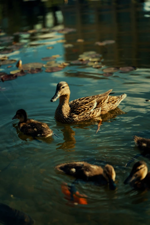 a large group of ducks swimming in the water