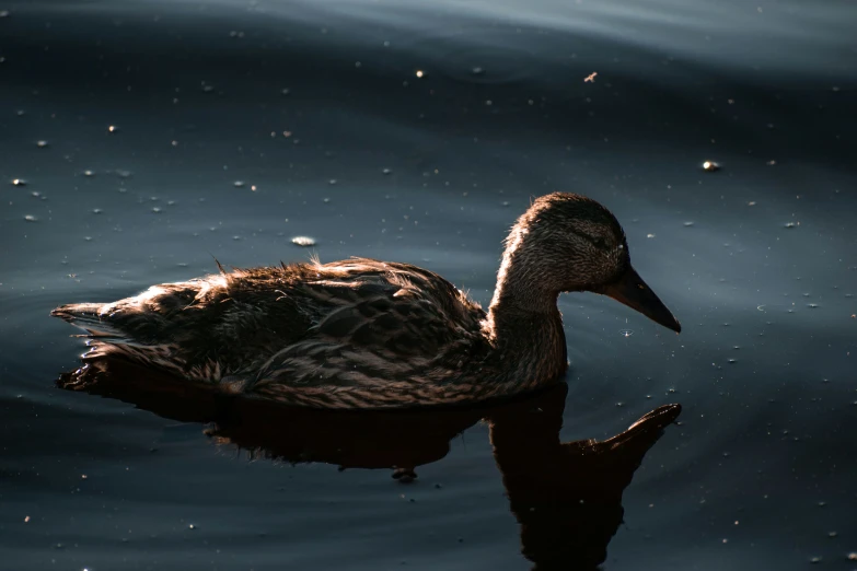 there is a duck that is swimming in the water