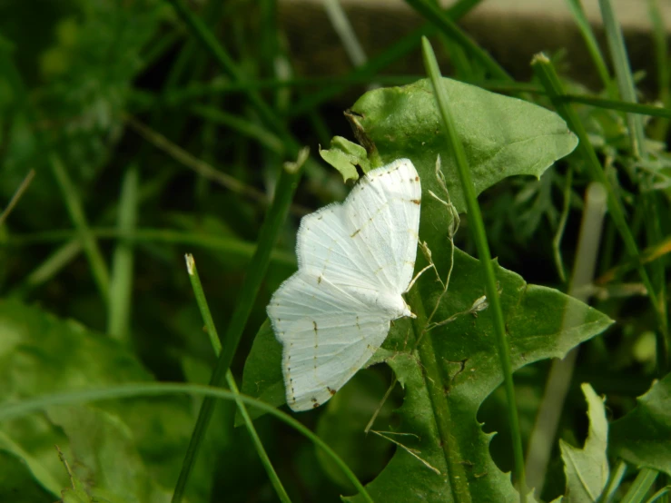 a white moth that is sitting on a green leaf