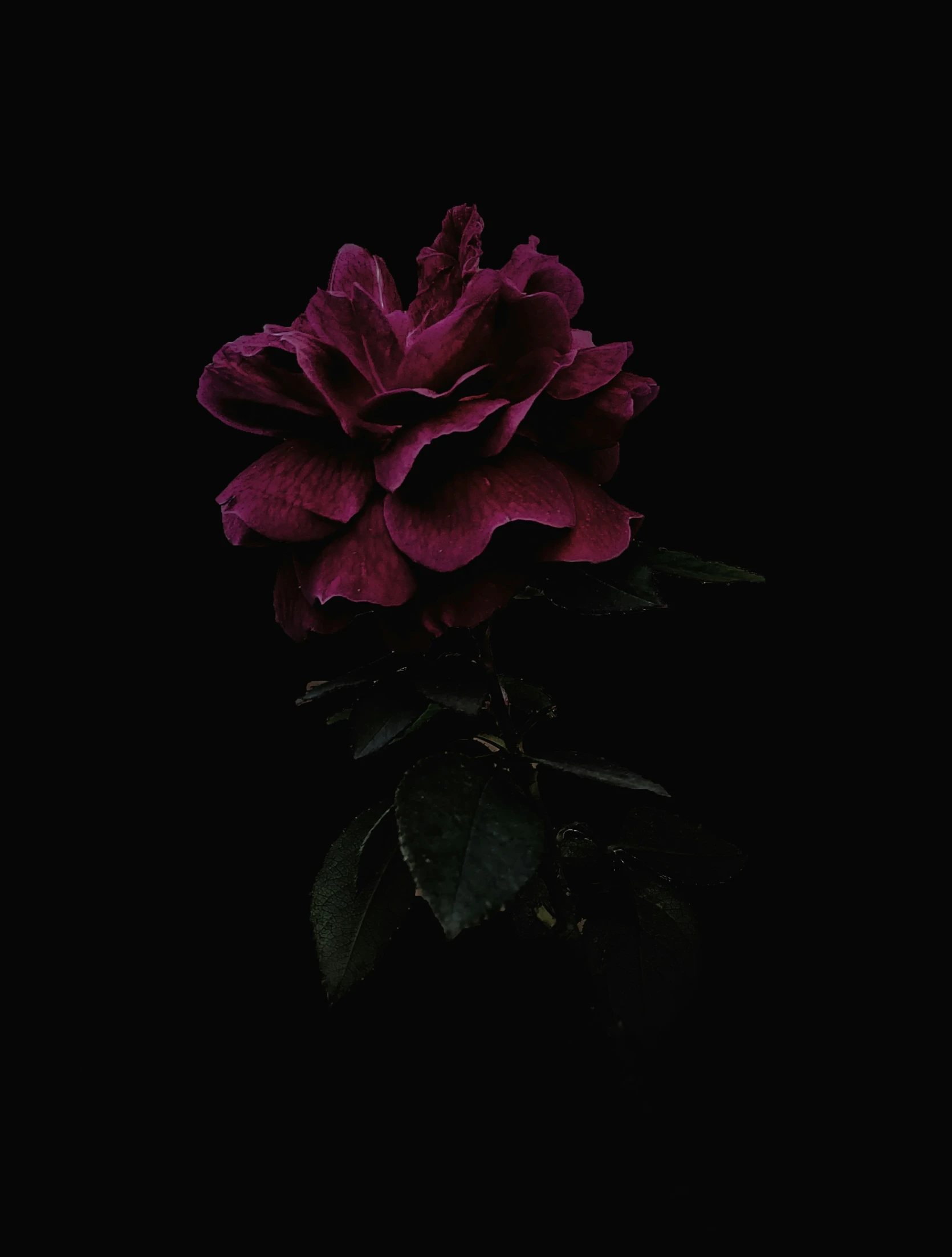 the rose is blooming brightly in the dark