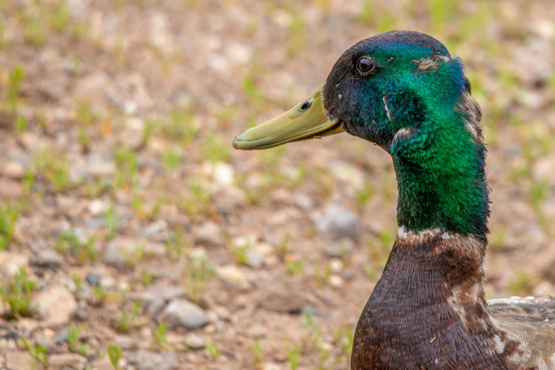 a duck sitting in a dirt patch with green feathers