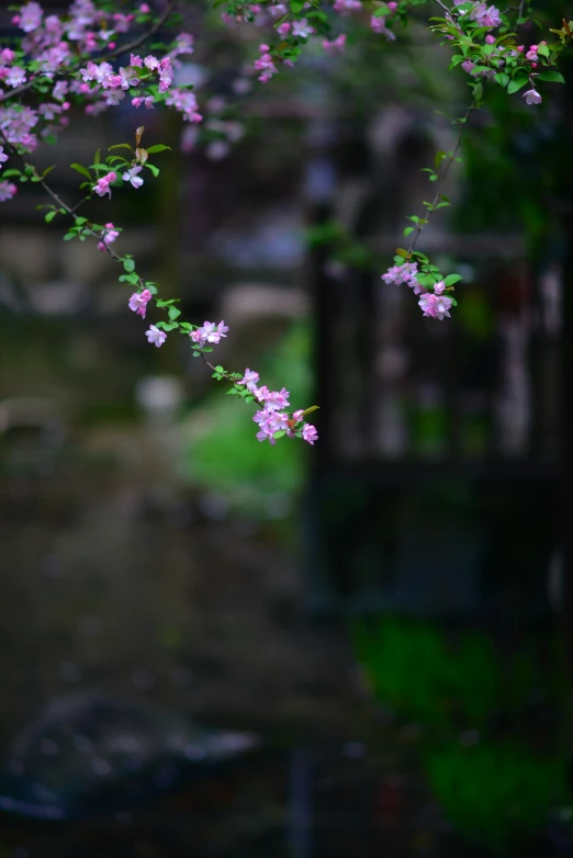 an abstract picture of flowers in the garden