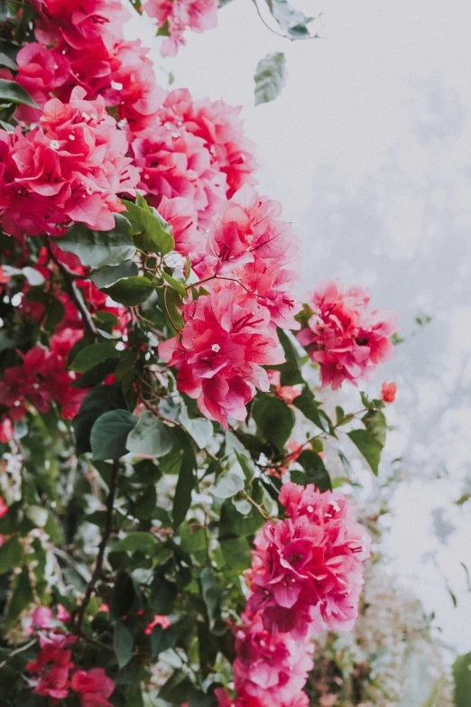 large flowers near a fence with some buildings