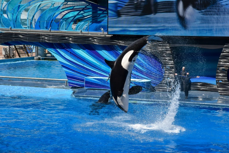 an orca jumps out of the water in an exhibit