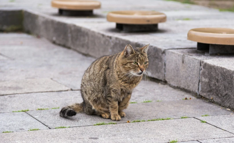 a brown cat sitting on top of cement steps