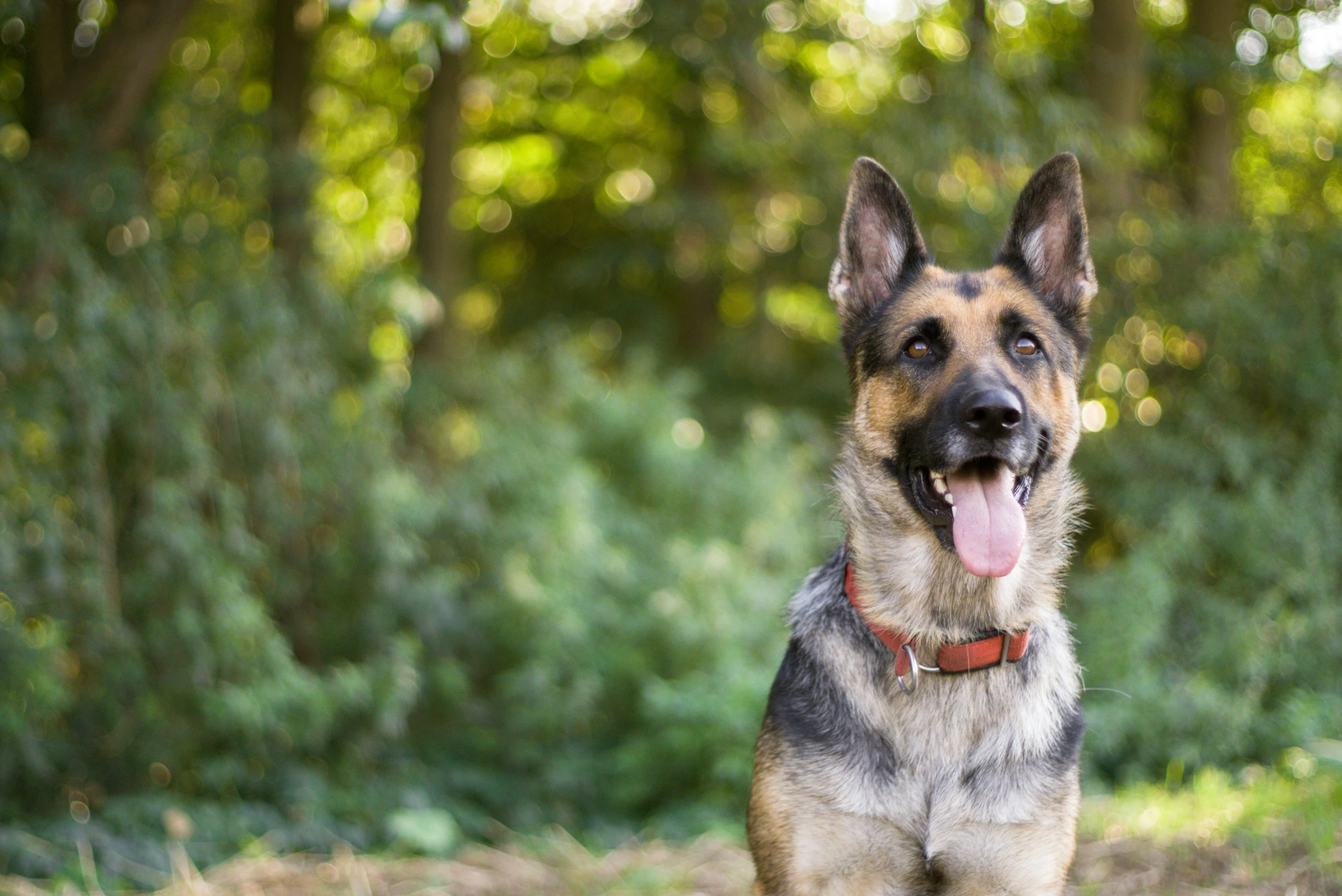 german shepherd standing on field with trees in the background