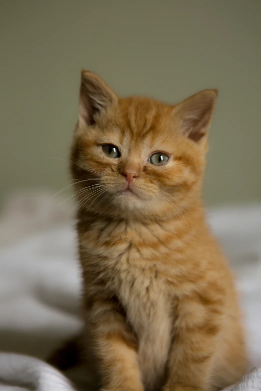 a brown kitten sitting on top of a white blanket