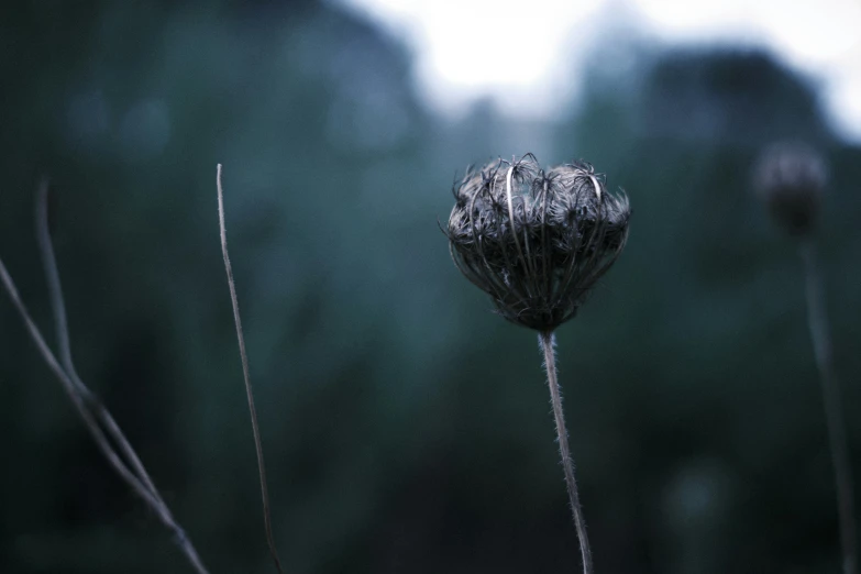 a dried plant in front of a dark forest