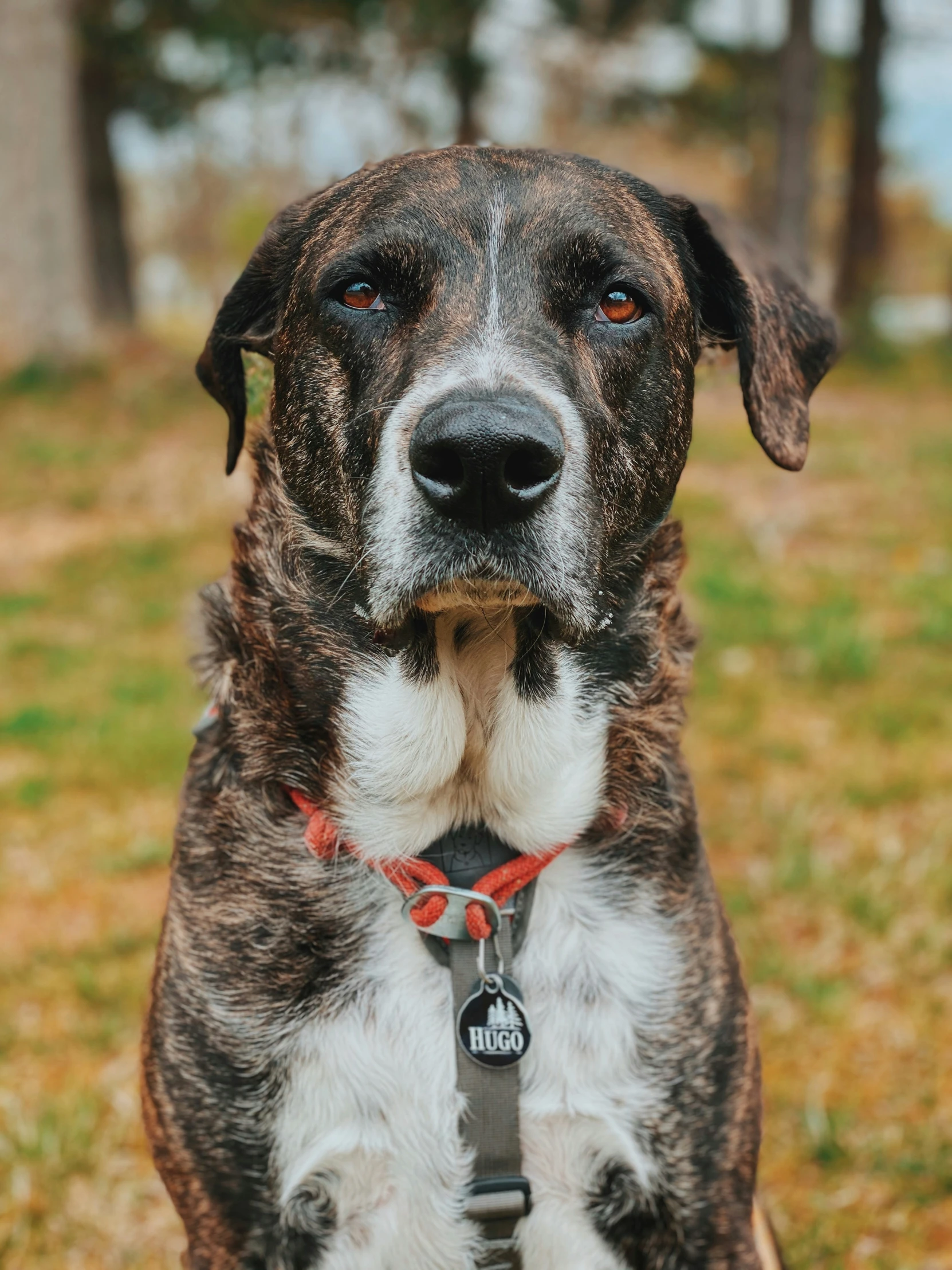 a dog that is sitting down with soing in its mouth