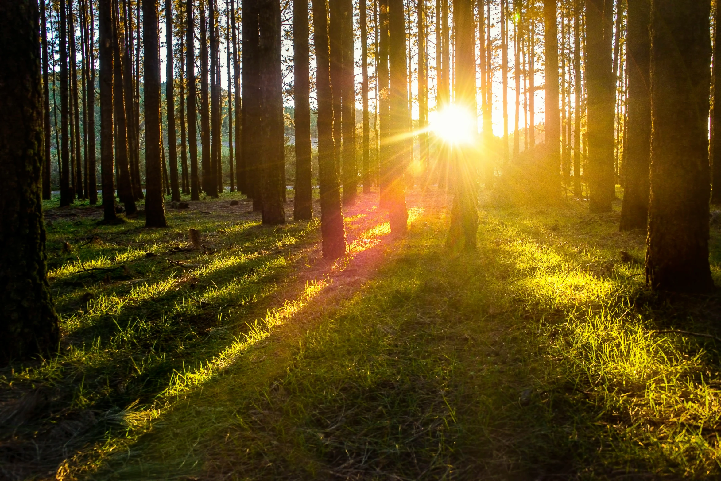 the sun rises in a bright grove of trees