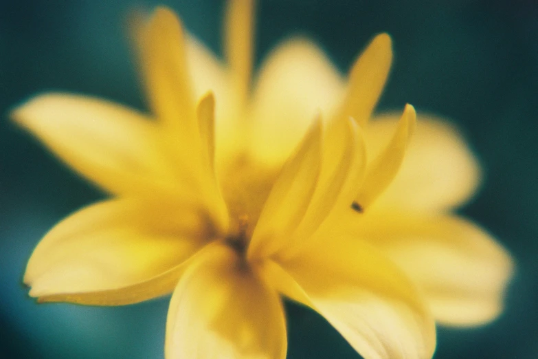 a close up s of yellow flower with a blurry background