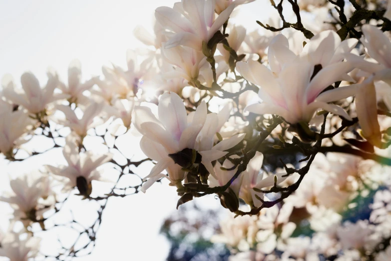 the blooming tree is in bloom outside