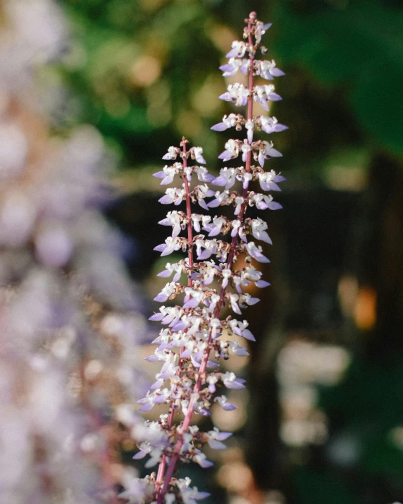 a flower that is growing in some grass